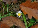 Bl�ten- und Kleinpflanzen Etwas scheu bl�ht am 26.10.08 ein G�nsebl�mchen zwischen dem welken Eichenlaub. (Jeanny)