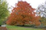 Noch einmal der Baum, ...  Carry 20.11.2008
