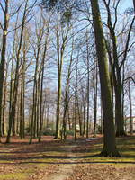 Bäume des Kurparks von Franzensbad am 24. Februar 2018.