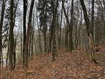 Der Wald auf der Goethe Route in Marienbad am 24. Februar 2020