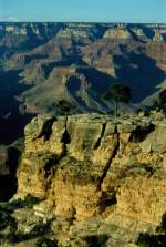 Hoch ber dem Colorado River im Grand Canyon steht ein einsamer Baum der in einer Felsspalte Fu gefasst hat. Juli 1998