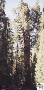 In der Mitte von Kalifornien liegen die beiden mittlerweile zusammengeschlossenen Nationalparks Sequoia und Kings Canyon.