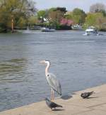 Dieser Fischreiher am Ufer der Themse liess sich von dem zahlreichen menschlichen Publikum nicht aus der Ruhe bringen!  (April 2008)  