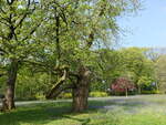 Alte Bäume im Landschaftspark von Stourhead House, Wiltshire (11.05.2024)