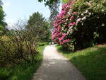 rhododendron im Landschaftspark Stourhead House, Wiltshire (11.05.2024)