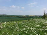 Landschaft bei Shaftesbury, Dorset (11.05.2024)