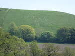 Scharrbild Cerne Abbas Giant in der Grafschaft Dorset, ihre 60 cm breiten Umrisslinien sind als Gräben in die Grasnarbe gezogen und mit Kalkschotter ausgestreut (12.05.2024)