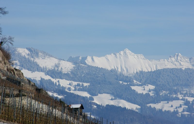 Tief verschneite Waadtlnder Alpen im Hintergrund, Winterruhe im Rebberg im Vordergrund. (15.02.2009)
