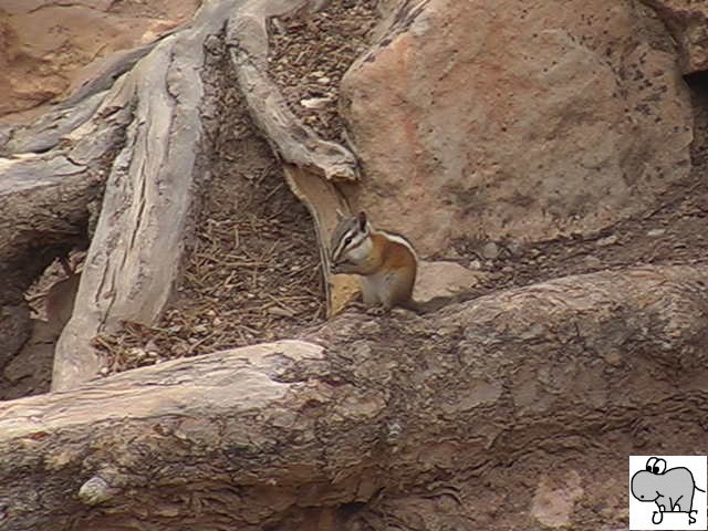 berall am Bryce Canyon kann man kleine Erdhrnchen beobachten. Dieses hier lsst sich gerade seine Mahlzeit schmecken.
Das Bild entstand am 21. Juli 2006.