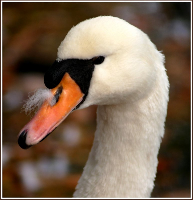 Dieser Schwan hat im wahrsten Sinne des Wortes die Nase