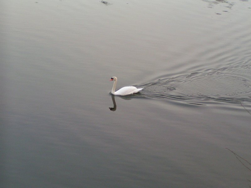 Majest�tisch dreht der Schwan seine Runden auf dem See von