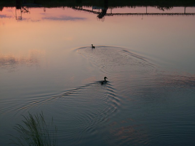 Abendausflug auf dem Elbe Havel Kanal bei Niegripp ( 07.06.2008