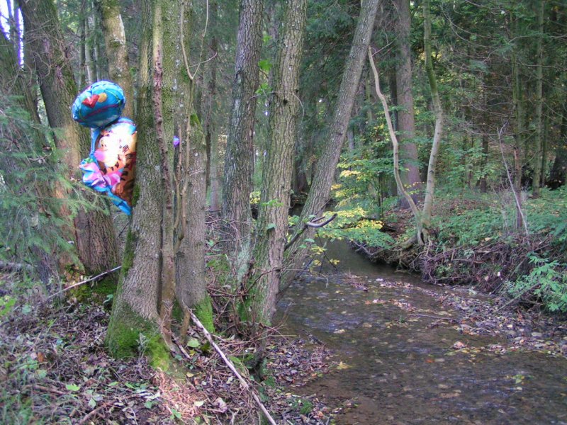  Waldgeist  bzw. ein gelandeter Luftballon hat sich in den Bumen verfangen; 071007