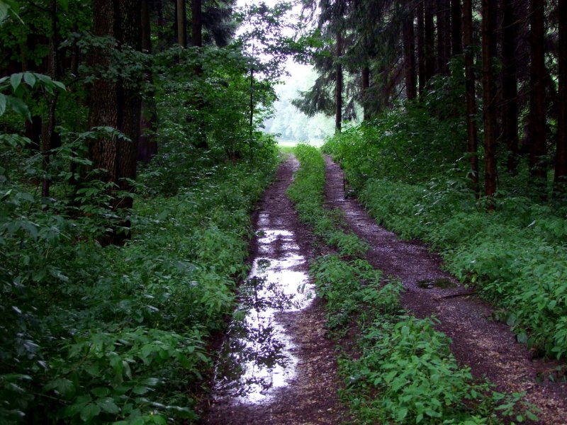 Waldweg nach dem Gewitterregen; 080816