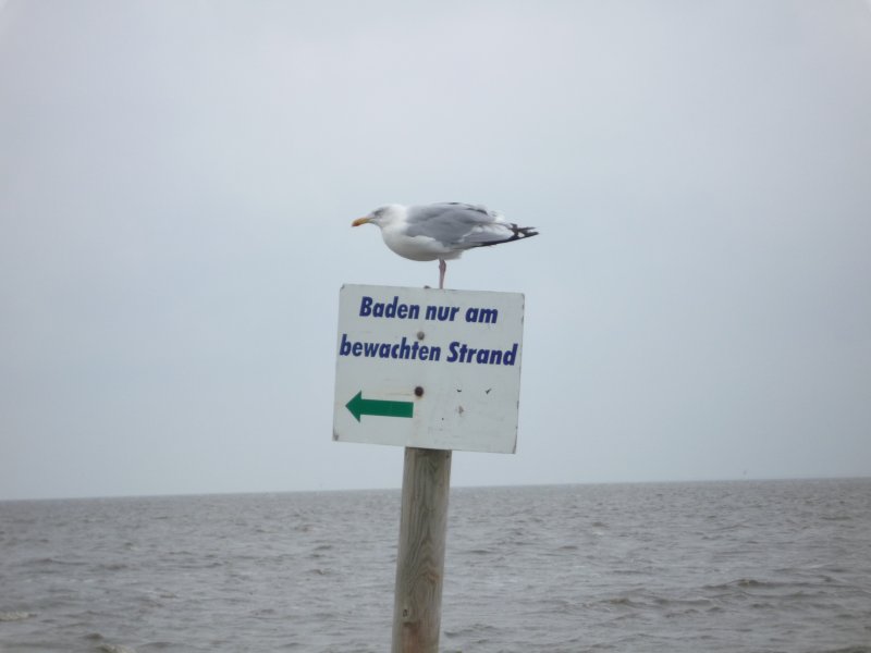 Eine M�we zeigt uns den Weg am Strand der Nordsee.