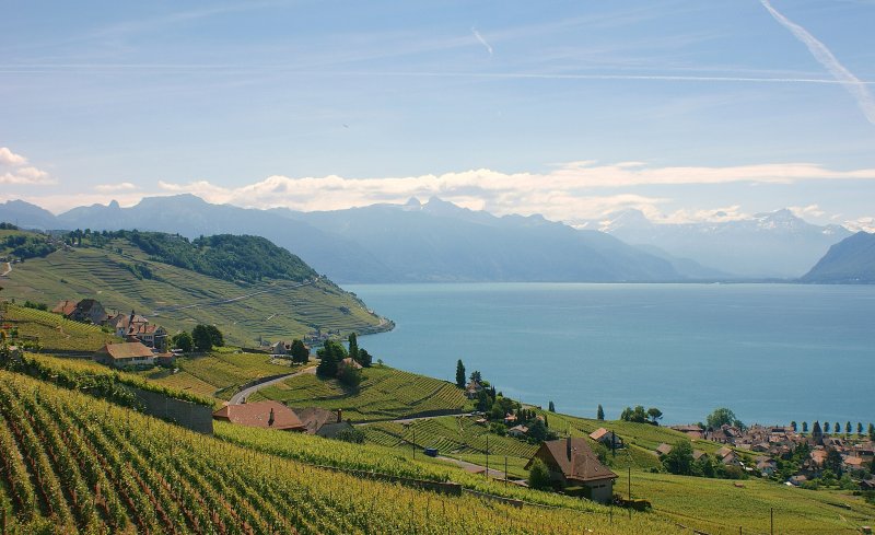 Weitsicht ber die Weinberge des Lavaux, den Genfersee sowie die Waadtlnder und Walliser Berge.
(Mai 2009)