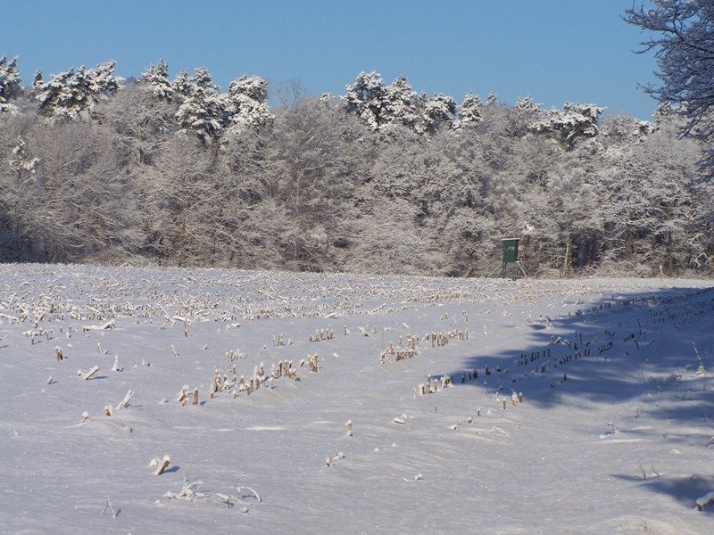 Winter auf den Feld Aufgenommen 5 Januar 09