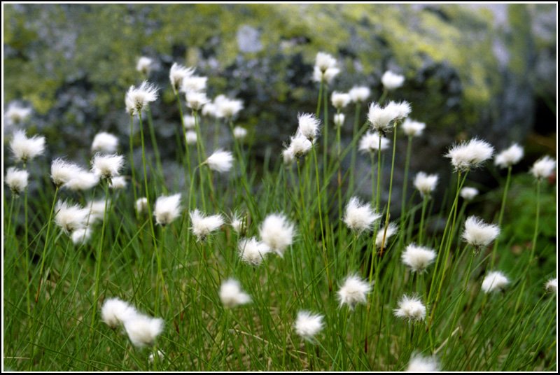 Wollgras - diese Pflanze gibt es im norwegischen Fjell wie Sand am Meer. Die Aufnahme entstand im Juli 2005 in der Telemark.