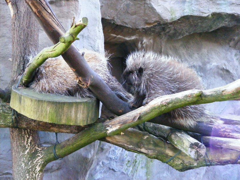 Zwei Baumstachler im Gelsenkirchener Zoo am 1. April 2009.