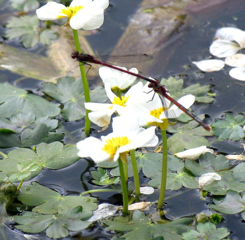 Zwei Libellen an einer Teichblume; 01.06.2008

