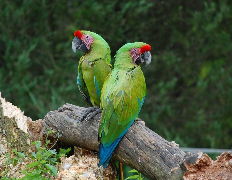 Zwei Papageien im Zoo Schmiding(Obersterreich)
am 12.07.2009