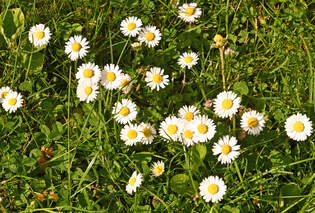 Eine  Horde  Gnseblmchen im Garten - 19.04.2025