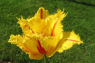 Eine Tulpe auf den Rasen am 07-05-2025 in Bovenau S-H.