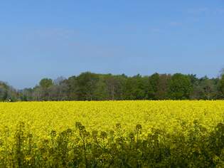 Rapsblte in Rheine-Bentlage, 26.04.2025