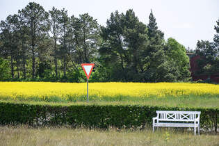 Rapsfeld bei Rm Kirkeby auf der dnischen Wattenmeerinsel Rm (deutsch Rm).
