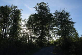 Die schon tief stehende Abendsonne in Bumen an der Hahnenkleer Waldstrae schafft eine zauberhafte Stimmung; Aufnahme vom 11.