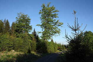 Abendstimmung an der Hahnenkleer Waldstrae mit ihrem neu entstehenden Mischwald; Aufnahme vom 11.