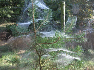 Spinnennetze am 13.09.2005 am Leukermeer in der Provinz Limburg in den Niederlanden, von den Deutschen auch gerne pauschal als Holland bezeichnet.