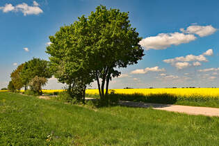 Frhlingslandschaft in der Voreifel - 26.04.2025