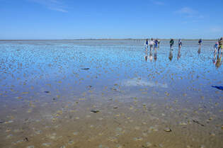 Unterwegs bei einer Wattwanderung von Dagebll nach der Hallig Oland im nordfriesischen Wattenmeer.