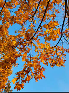 Orangene Bltterpracht auf blauem Grund (Himmel) – im Heinrich-Heine-Park in Halle (Saale).