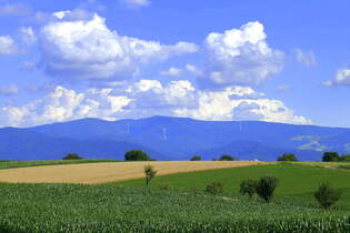 Blick vom Marchhgel in der Rheinebene zum 1284m hohen Schauinslandmassiv, dem Hausberg von Freiburg, Juli 2025
