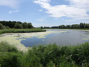 Fischweiher bei Ladeburg, Jerichower Land (05.07.2025)