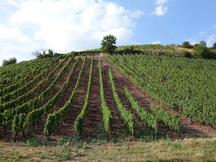 Weinberg am Welschberg bei Waldbckelheim (26.07.2025)