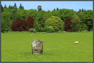 Der Dane's Stone, auch als Pitlochry Standing Stone bekannt, steht auf einer Schafweide bei Pitlochry.