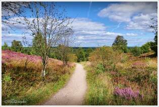 Wilseder Berg, der Wanderweg nach Undeloh.