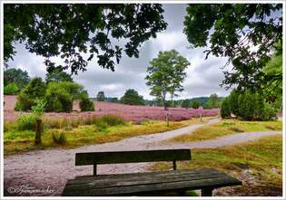 Das Bsenbachtal bei Buchholz in der Nordheide zur Heideblte Ende August 2025