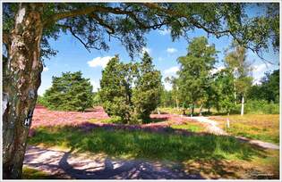 Blick ins Bsenbachtal, Wrme bei Buchholz Nordheide, zur Heideblte Anfang September 2025.
