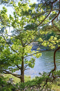 Am sdlichen Teil des Wanderwegs Grnsleden auf der Halbinsel Grns in Smland (Schweden).
