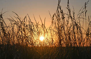 Sonnenuntergang durch`s Gras in der Voreifel - 18.08.2025