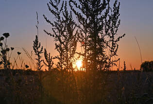Sonnenuntergang durch Gewchs am Ackerrand in der Voreifel - 18.08.2025