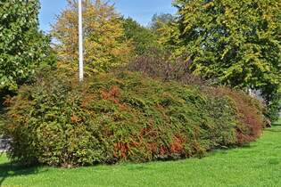 Blhende Strucher und Herbstfarben an einer Raststtte.