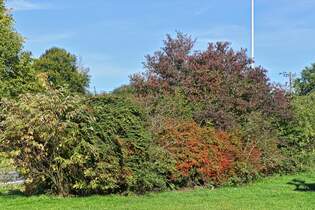 Blhende Strucher und Herbstfarben an einer Raststtte.