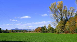 Herbstliche Rheinebene im Breisgau, am Horizont der Kaiserstuhl, Okt.2025