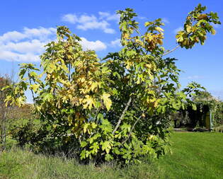 Feigenbaum im Herbstkleid, am Marchhgel im Breisgau, Okt.2025