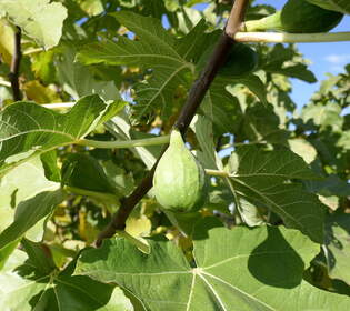die Frucht des Feigenbaumes im unreifen Zustand, Okt.2025